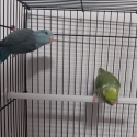 Parrotlet