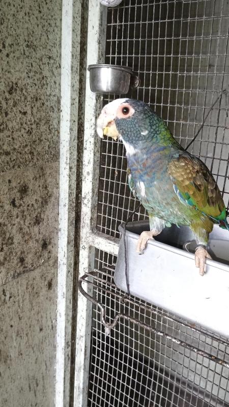 Breeding pair of white capped pionus force sale