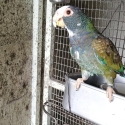 Breeding pair of white capped pionus force sale