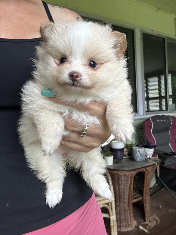 Tiny rare beaver parti Pomeranians boy girl