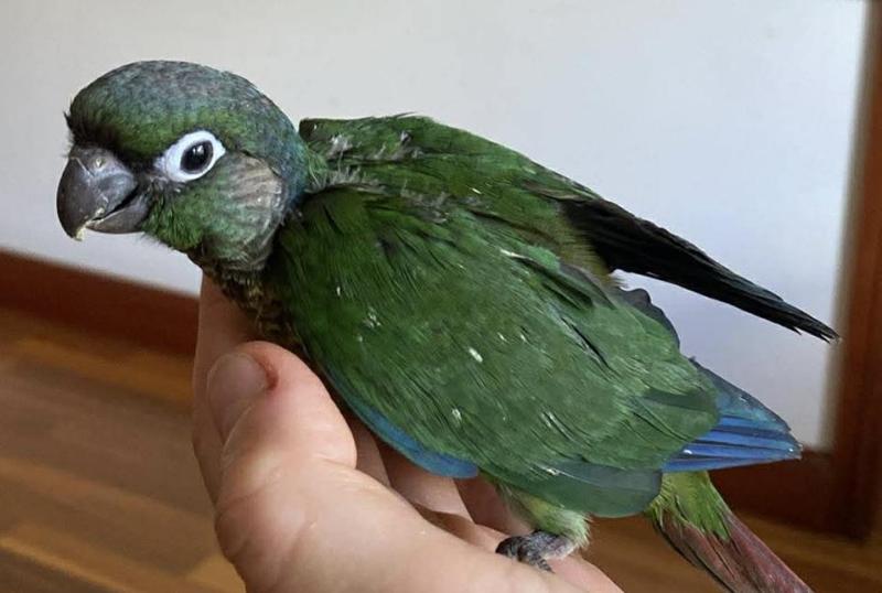 Conures super tame