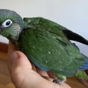 Conures super tame