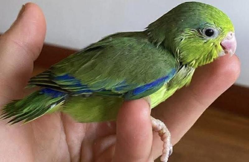Parrotlets super tame