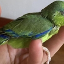 Parrotlets super tame