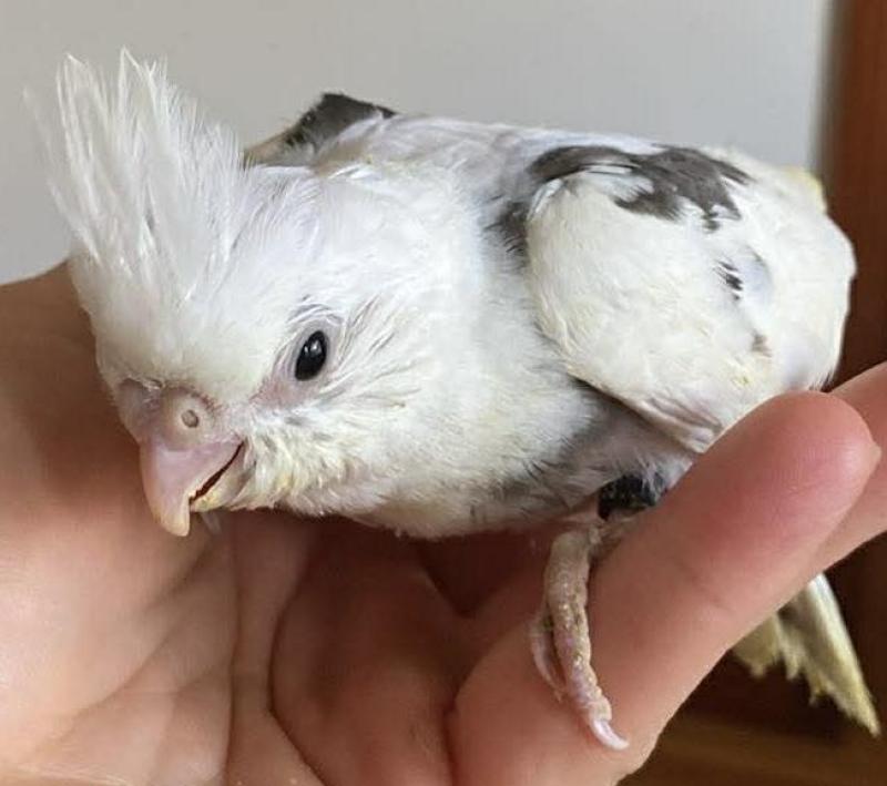 Cockatiels super tame