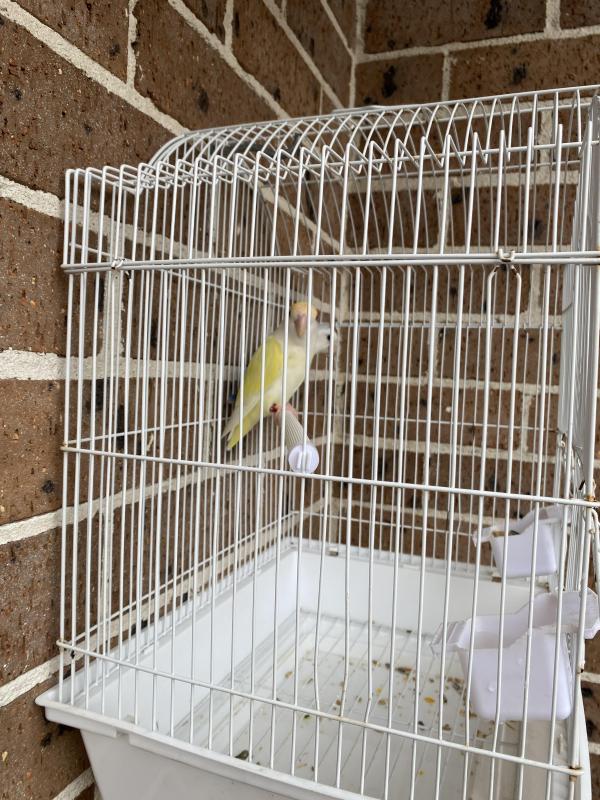 Lovebirds proven breeding pair