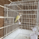Lovebirds proven breeding pair