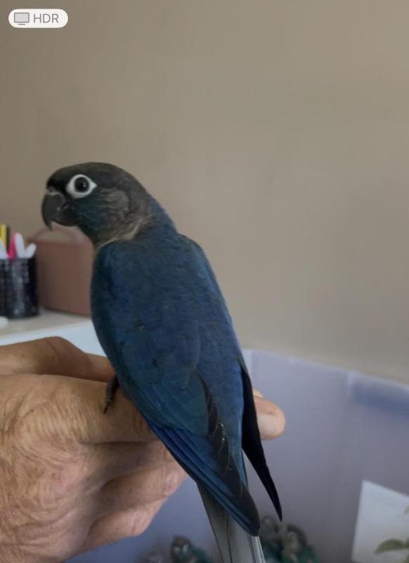 Hand Raised SF & DF Violet Conures