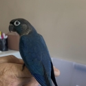 Hand Raised SF & DF Violet Conures
