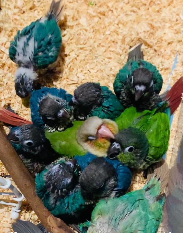 Green Cheek Conure Chicks