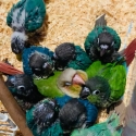 Green Cheek Conure Chicks