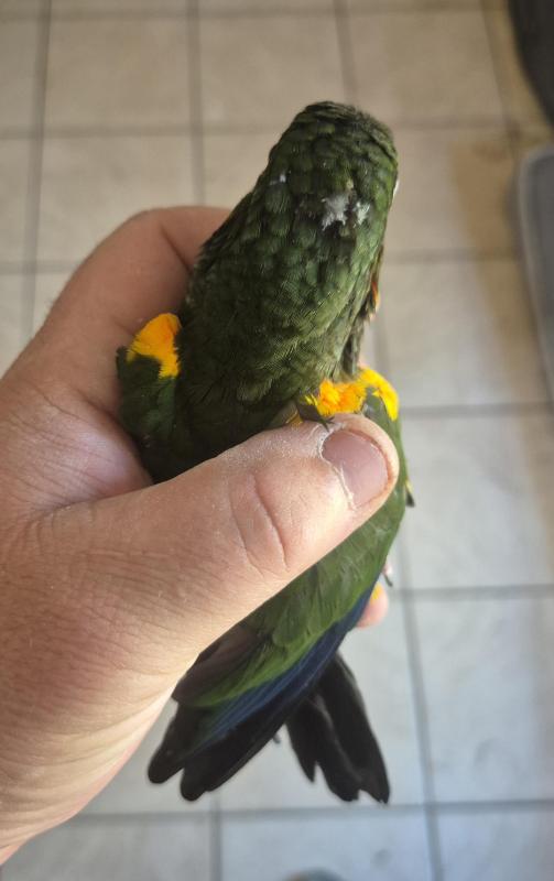 Firey shouldered conures