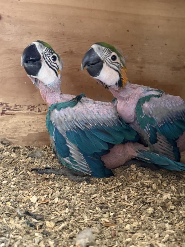 Blue gold macaw 3 months old