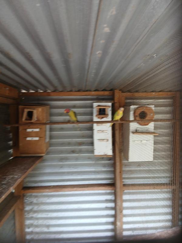 Mutation plumheads breeding pairs