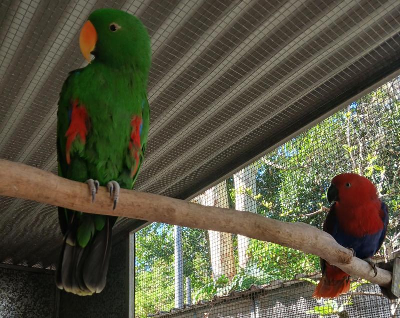 Threeyoung pairs of Eclectus Parrots