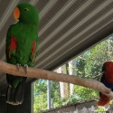 Threeyoung pairs of Eclectus Parrots