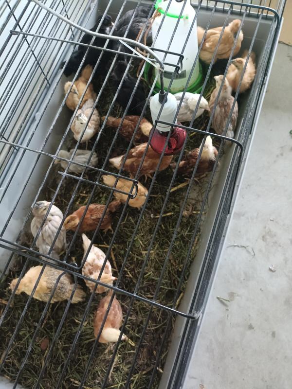 6 week old baby chicks