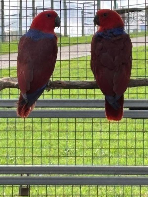 ecelectus females 14month old, 9 month old