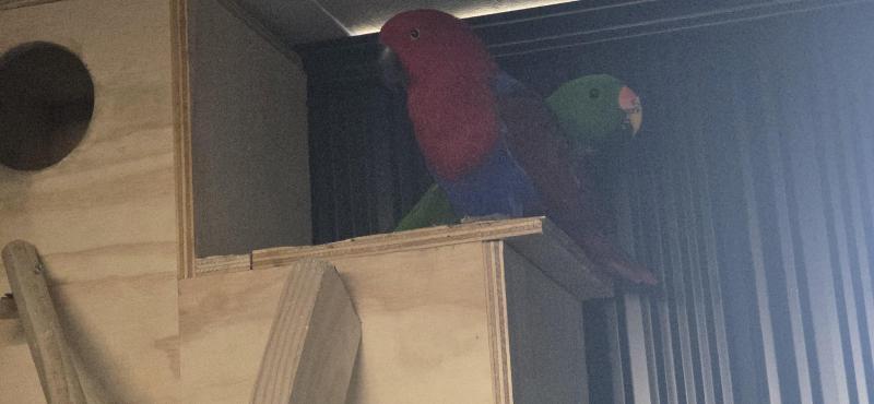 (SOLD)Breeding pair of Eclectus parrots ( Working the box)