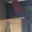 (SOLD)Breeding pair of Eclectus parrots ( Working the box)