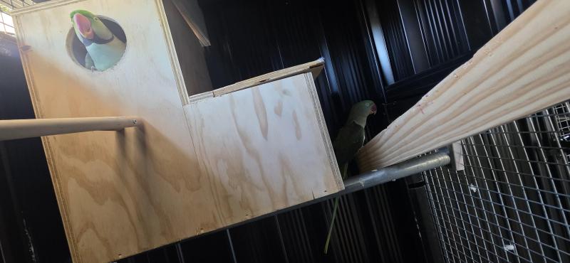 Breeding pair of Alexanderine currently Nesting