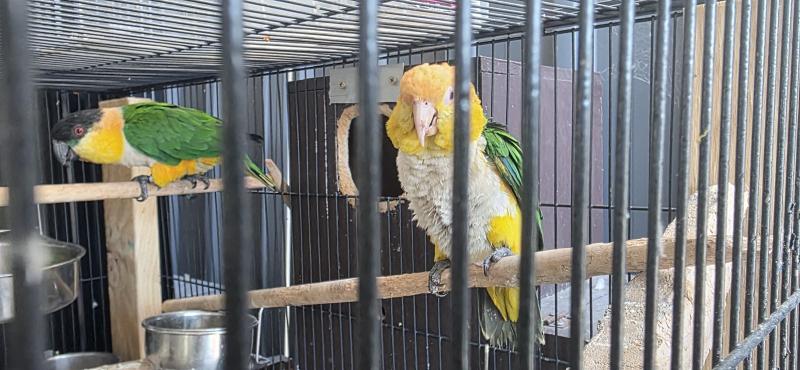 (SOLD)Female white belly caique and Female black cap Caique.