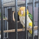 (SOLD)Female white belly caique and Female black cap Caique.