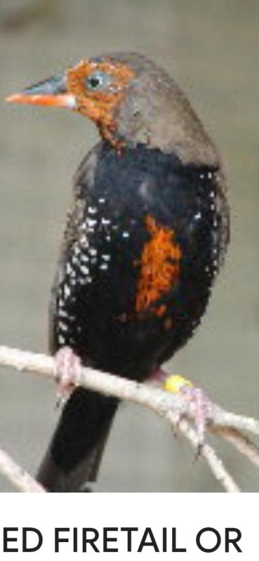Male Painted finch