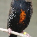 Male Painted finch