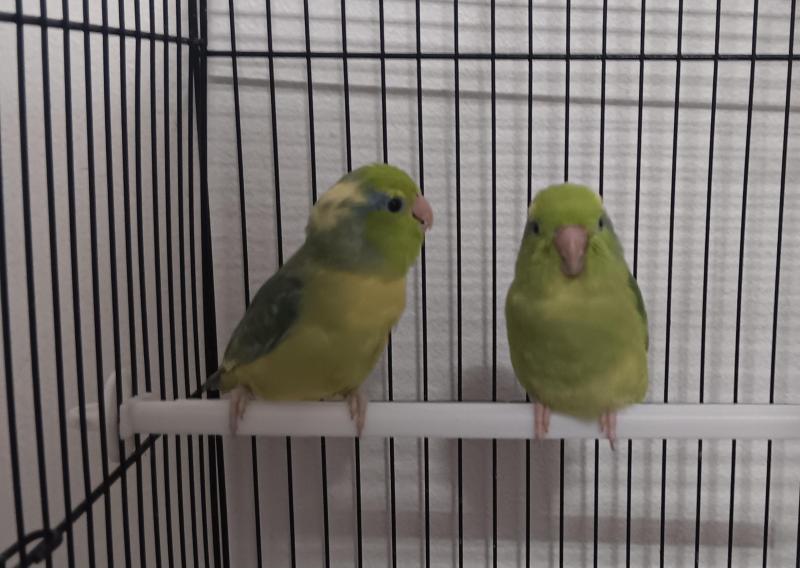 Male and female parrotlet.