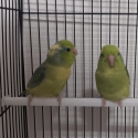 Male and female parrotlet.