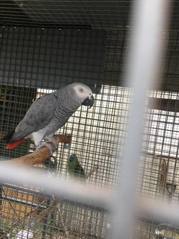 Mature pairs African greys