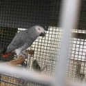 Mature pairs African greys