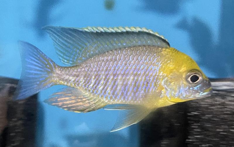 Lethrinops gold harbour monkey bay trio