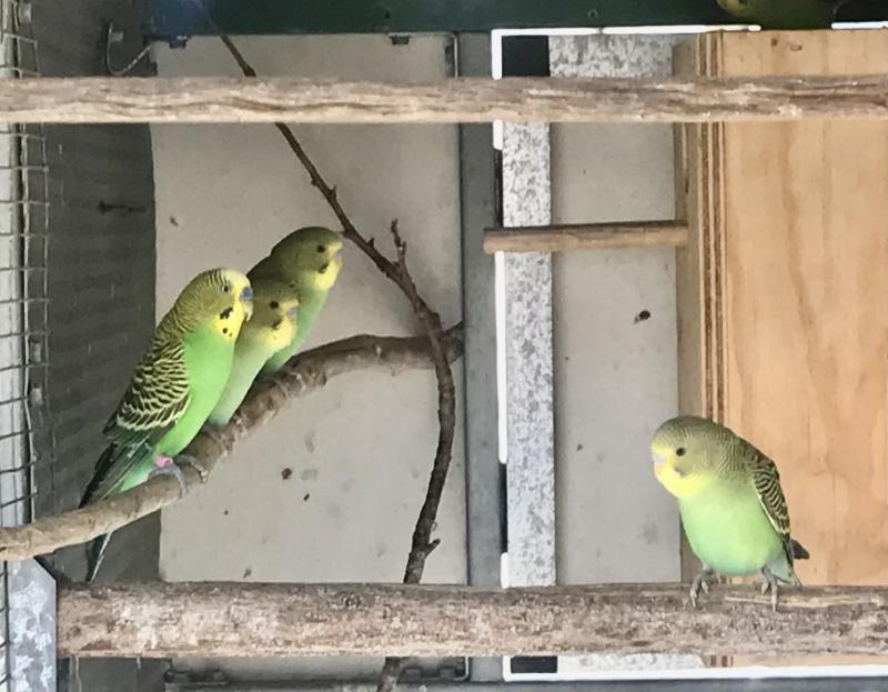 Bush budgies