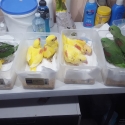 Alexandrine and Eclectus parrots babies for hand raising