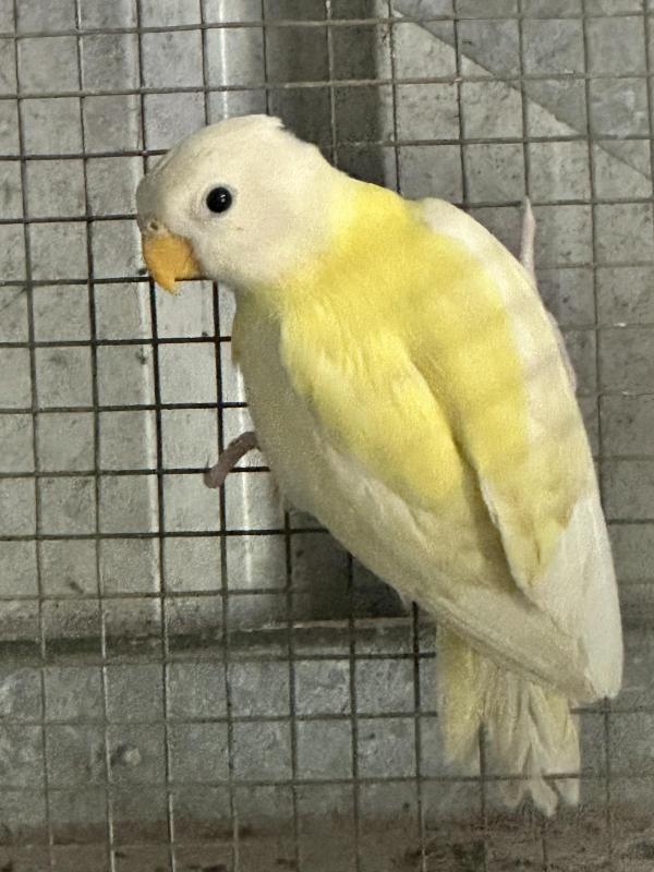 Australian Cream Plumhead mutation