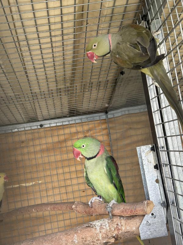 Olive green Alaxandrnie