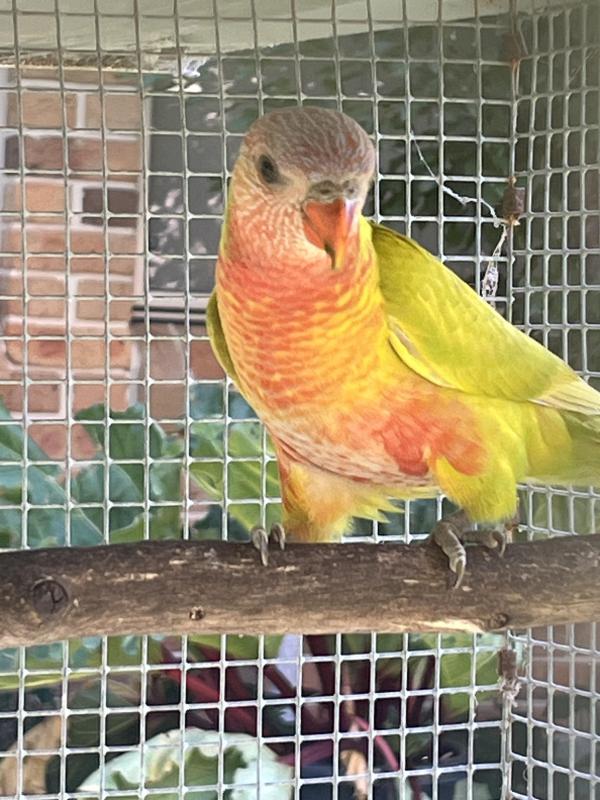 SOLD - Dilute blue front cock - 3 months old