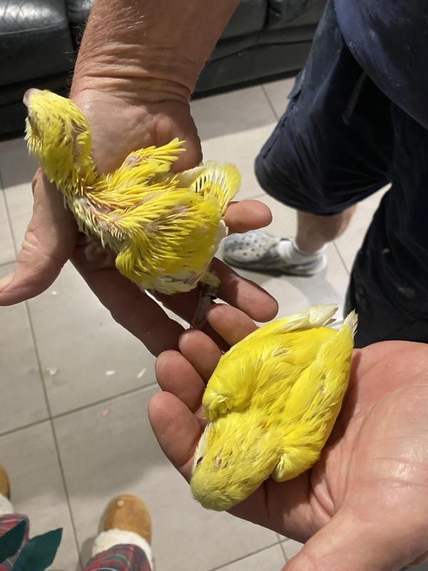 H/raised lutino quakers