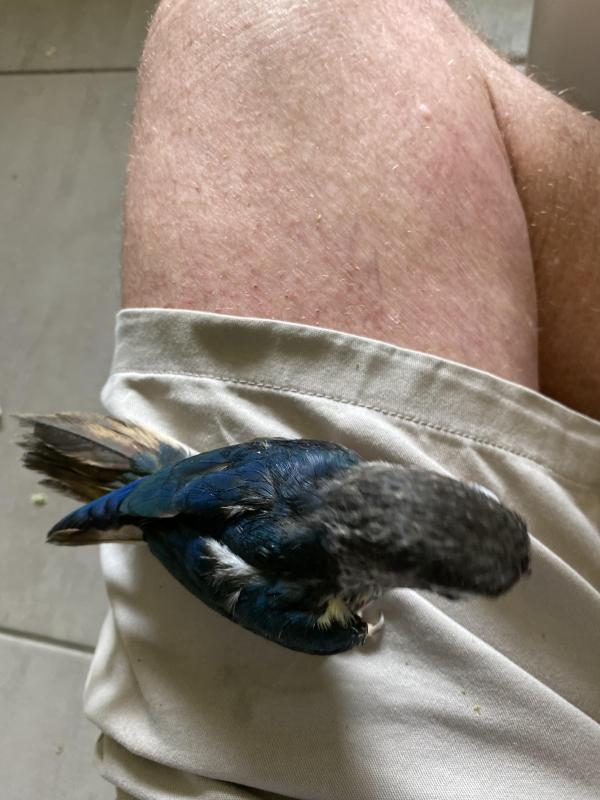 H/raised green cheeked conures