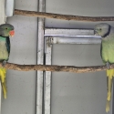 Malabar Parrots