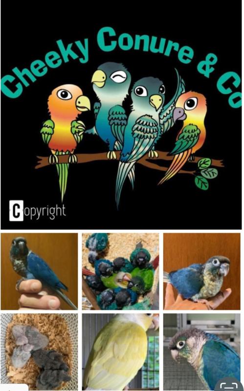 Green Cheek Conures in  every Shade