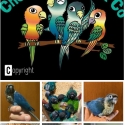Green Cheek Conures in  every Shade