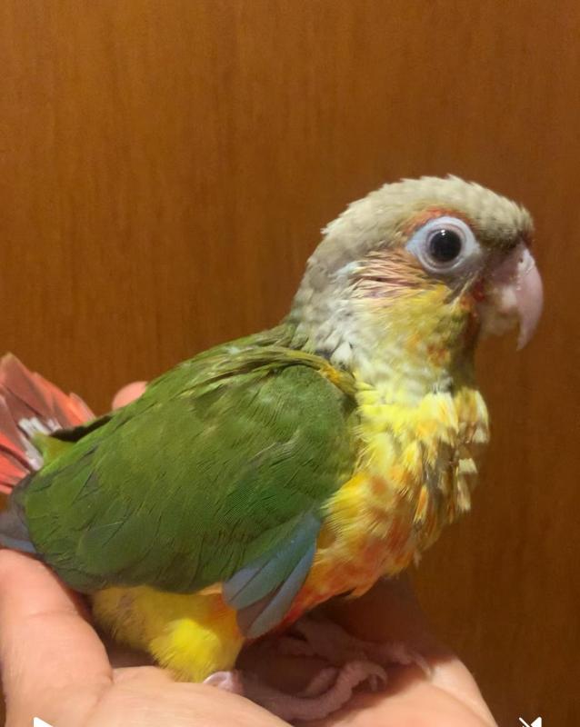 Green cheek conures for hand raising
