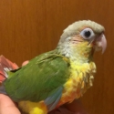 Green cheek conures for hand raising