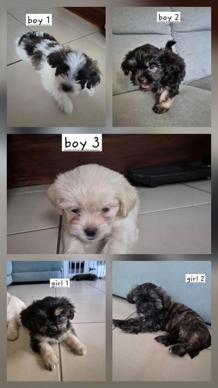 Maltese shih tzu puppies