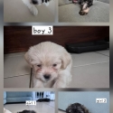 Maltese shih tzu puppies