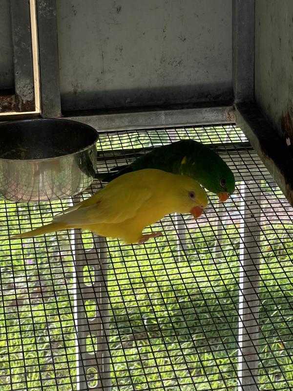 Rainbow Lorikeet mutations & Lorikeets
