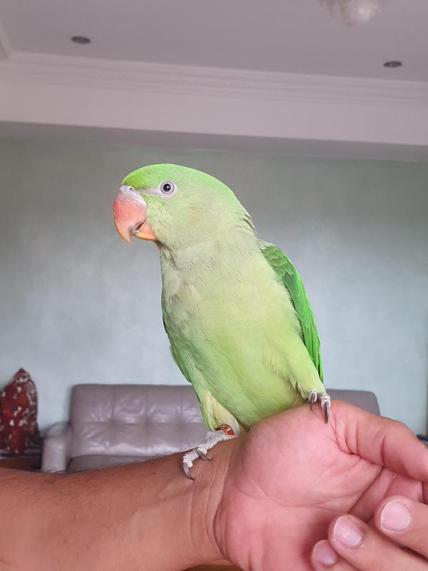 Tame alexandriane parrot